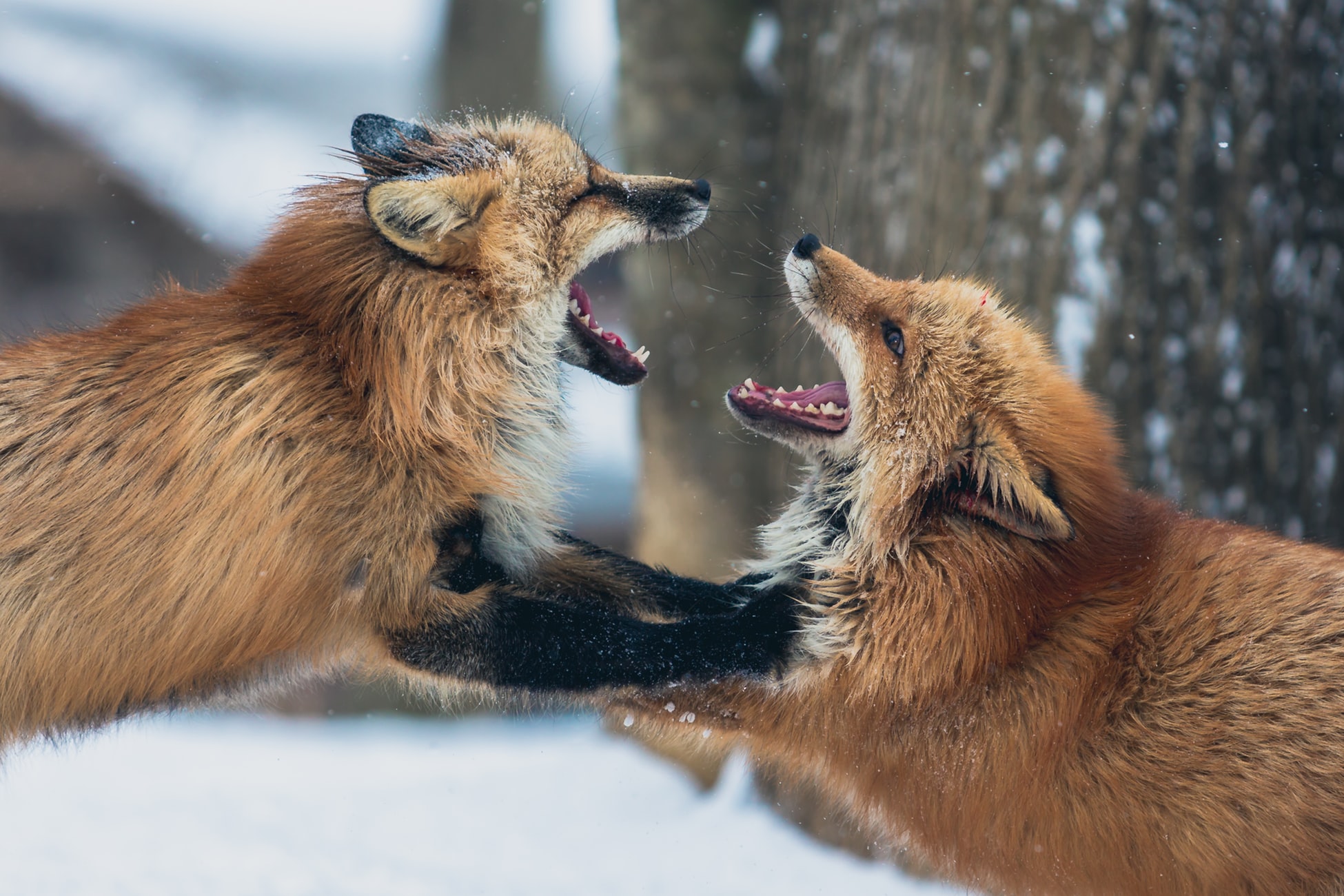 fox fighting