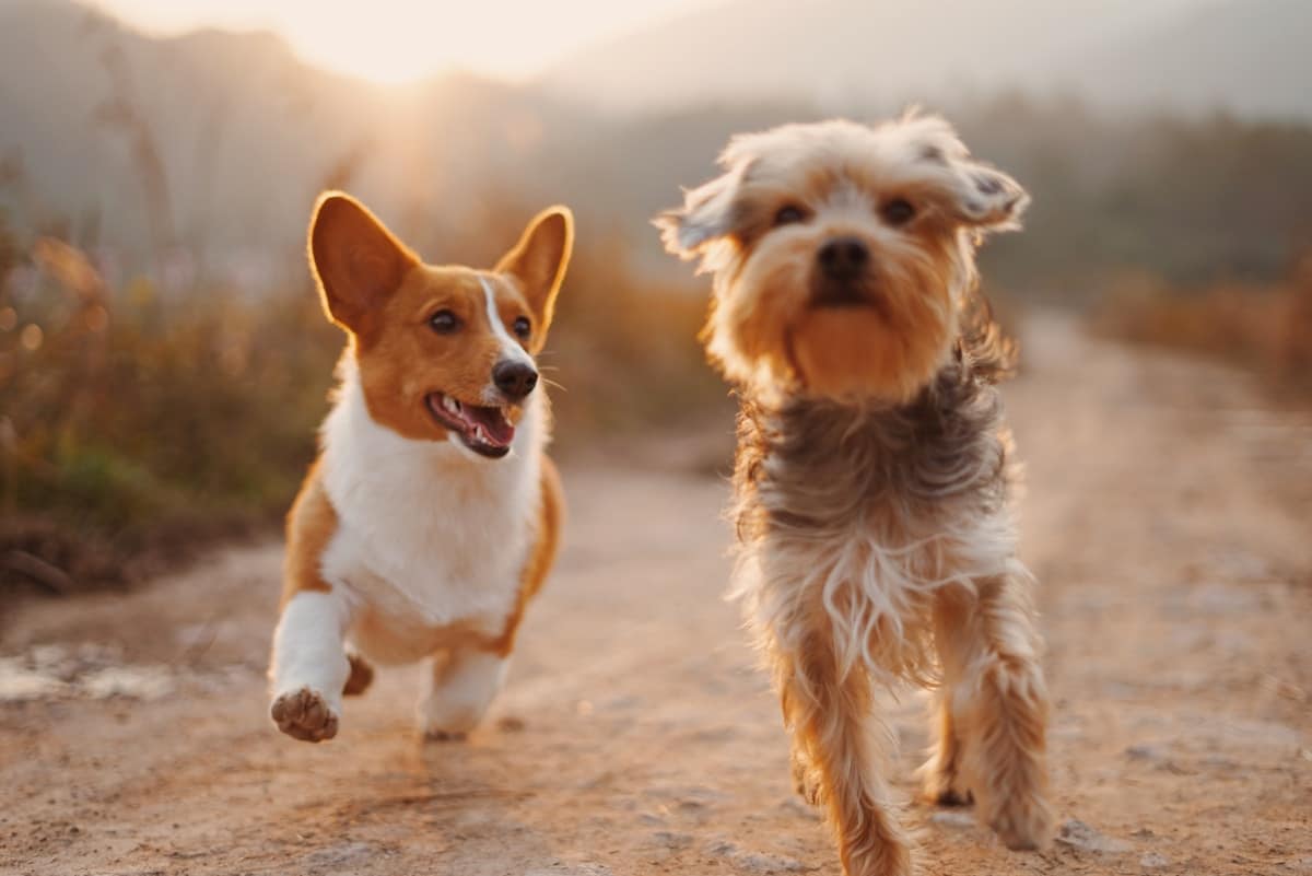 Person walking dog in Dallas neighborhood for pet friendly apartments dallas guide